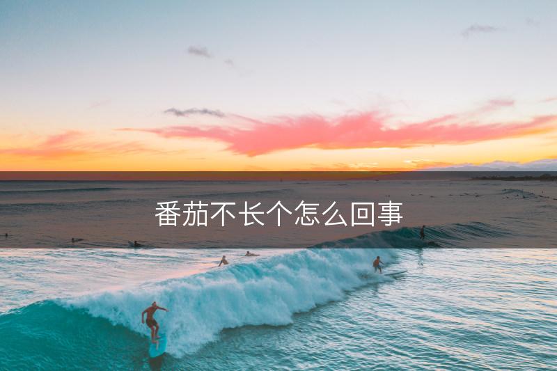 番茄不长个怎么回事(图1)