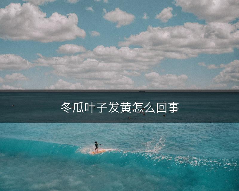 冬瓜叶子发黄怎么回事(图1)