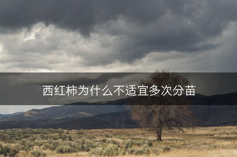 西红柿为什么不适宜多次分苗(图1)