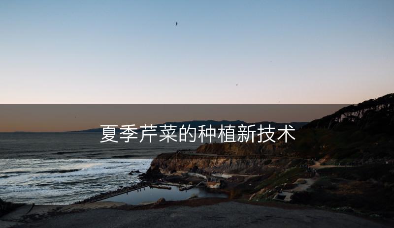 夏季芹菜的种植新技术(图1)