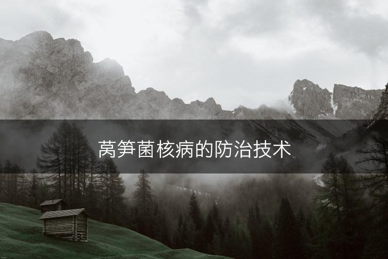 莴笋菌核病的防治技术(图1)