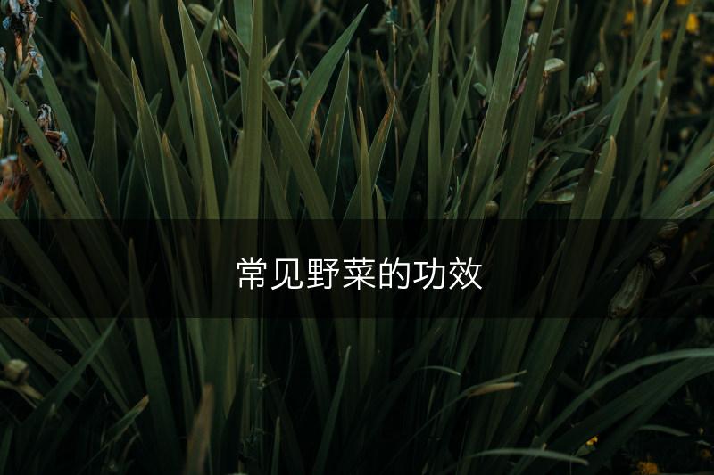 常见野菜的功效(图1)