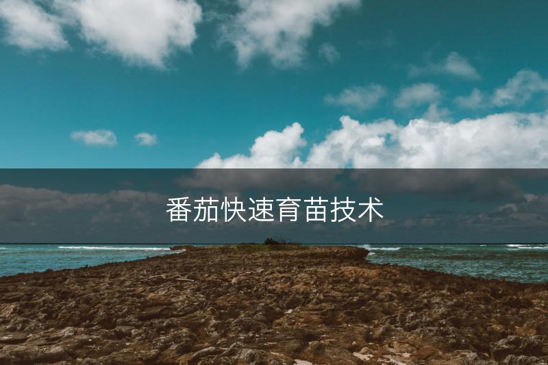 番茄快速育苗技术(图1)