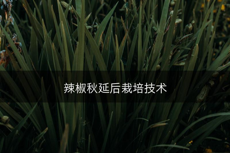 辣椒秋延后栽培技术(图1)