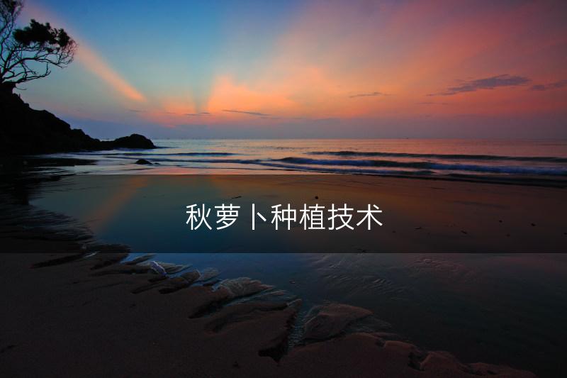 秋萝卜种植技术(图1)