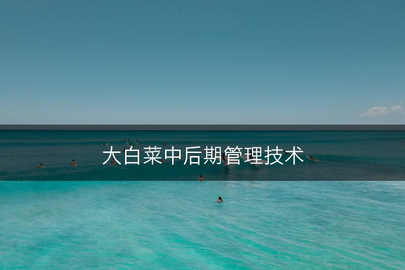 大白菜中后期管理技术(图1)