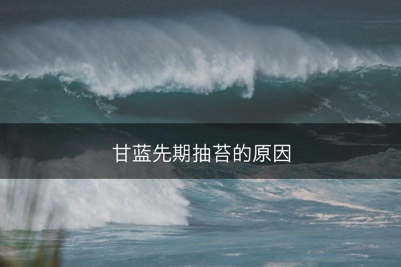 甘蓝先期抽苔的原因(图1)