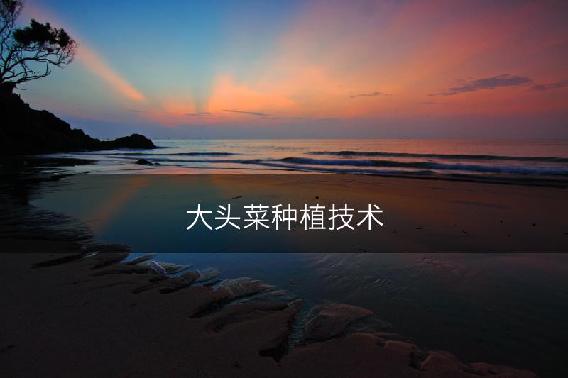大头菜种植技术(图1)