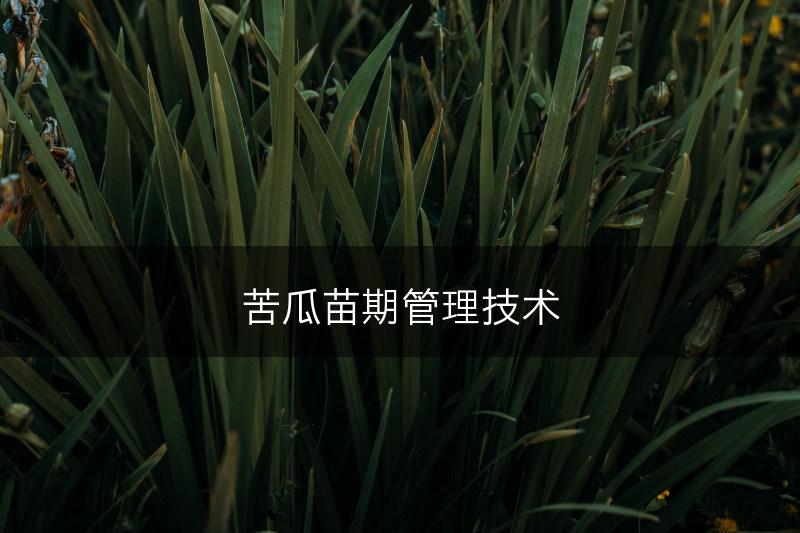 苦瓜苗期管理技术(图1)