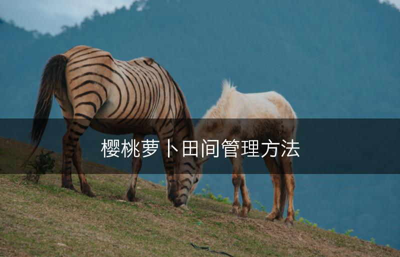 樱桃萝卜田间管理方法(图1)