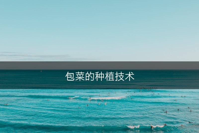 包菜的种植技术(图1)