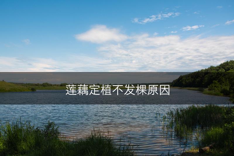 莲藕定植不发棵原因(图1)