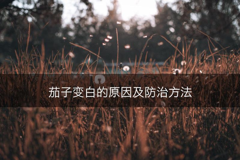 茄子变白的原因及防治方法(图1)