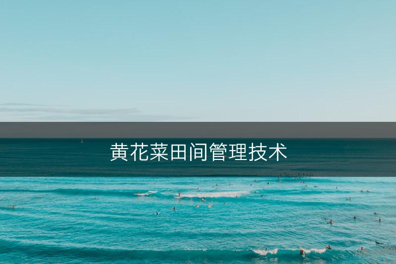 黄花菜田间管理技术(图1)