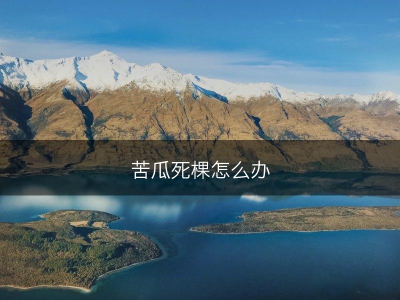 苦瓜死棵怎么办(图1)