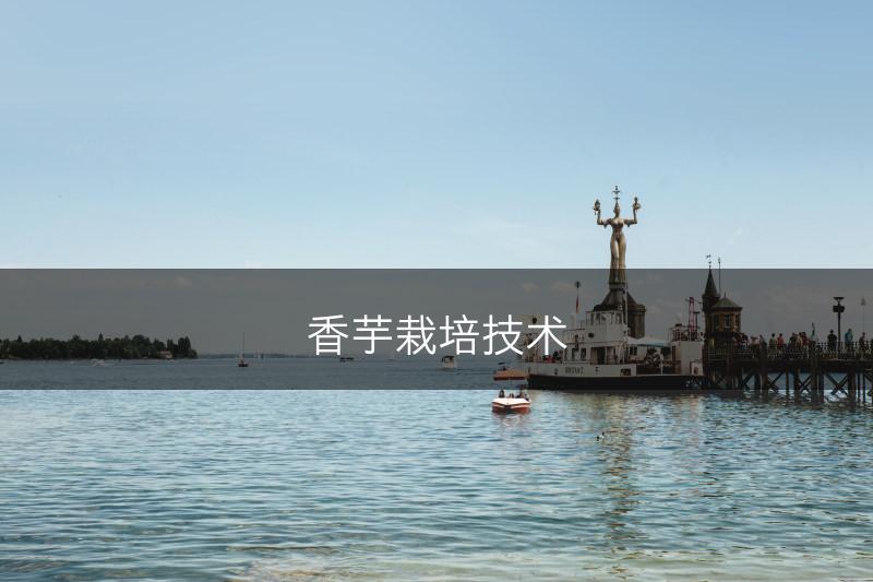 香芋栽培技术(图1)