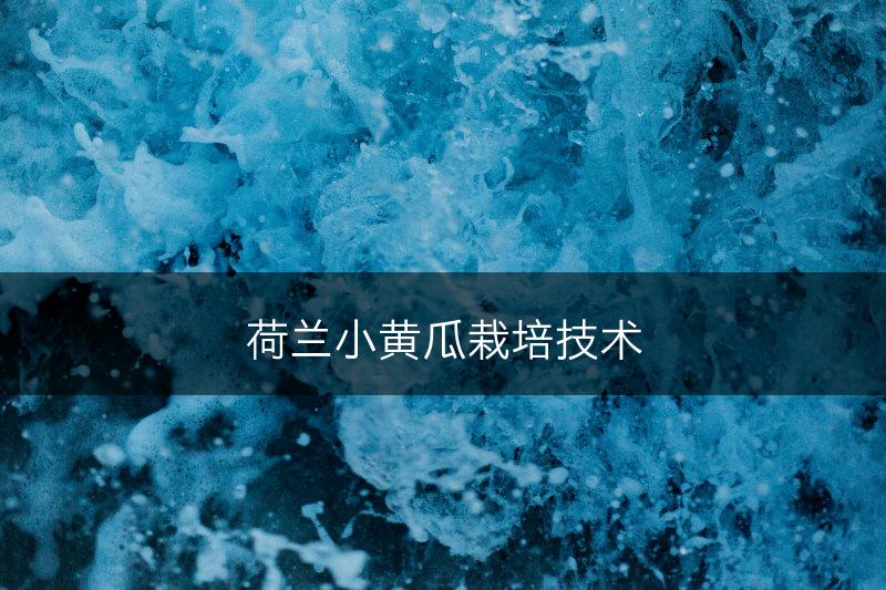 荷兰小黄瓜栽培技术(图1)