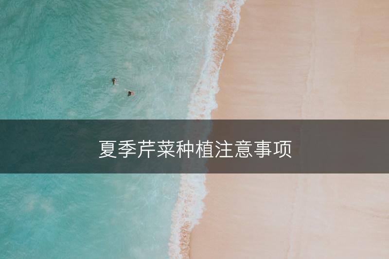 夏季芹菜种植注意事项(图1)