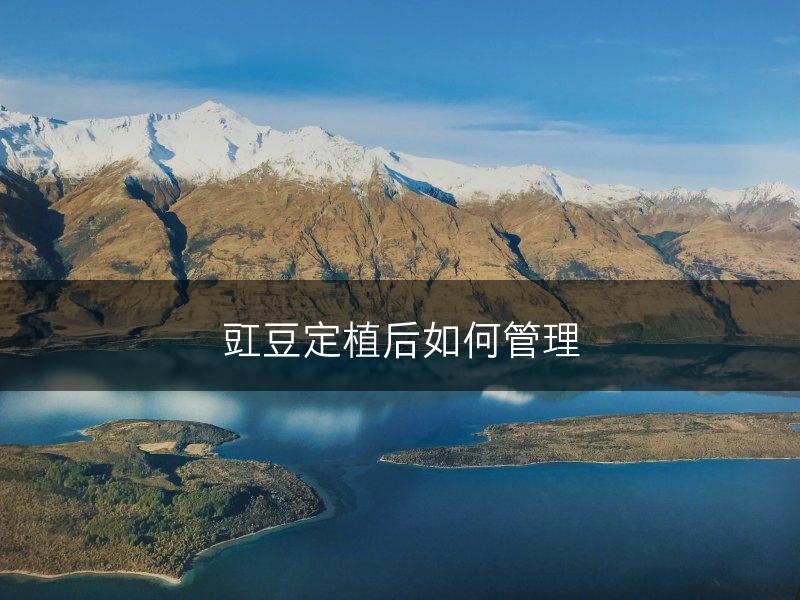 豇豆定植后如何管理(图1)