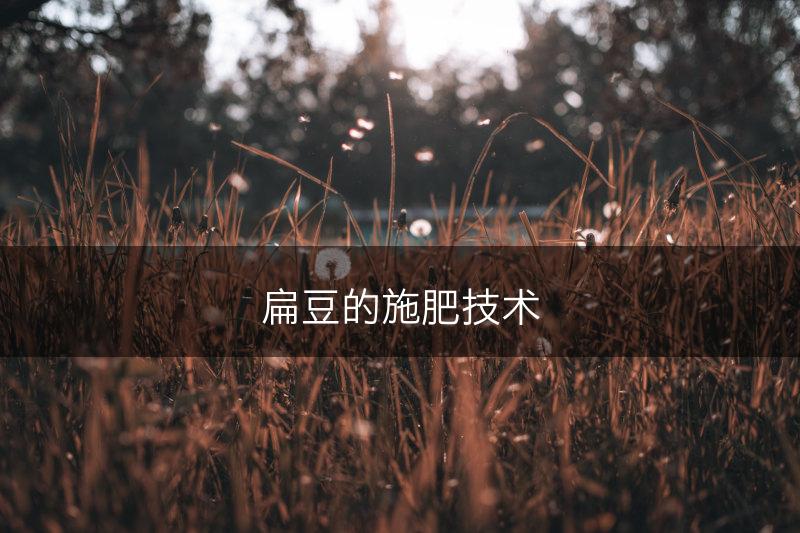 扁豆的施肥技术(图1)