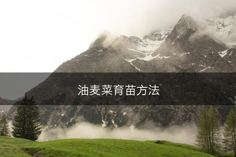 油麦菜育苗方法(图1)