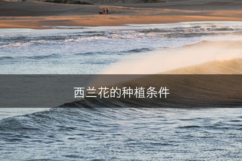西兰花的种植条件(图1)