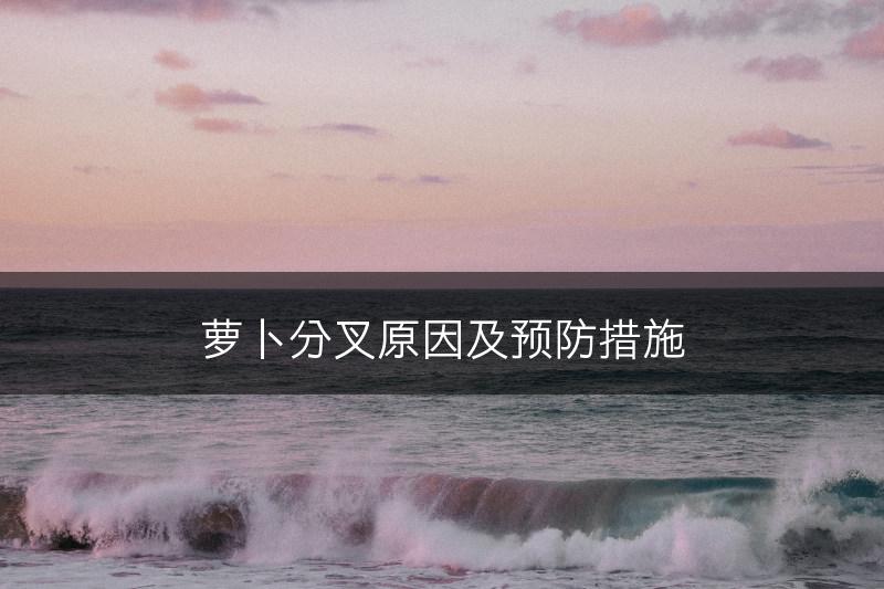 萝卜分叉原因及预防措施(图1)