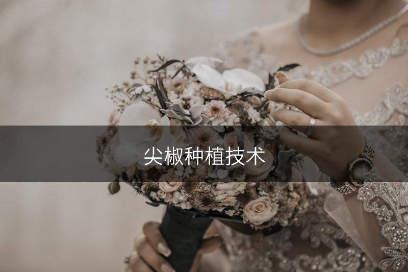 尖椒种植技术(图1)
