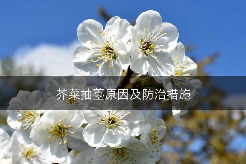 芥菜抽薹原因及防治措施(图1)