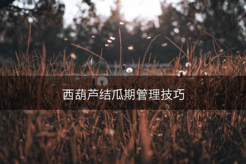 西葫芦结瓜期管理技巧(图1)