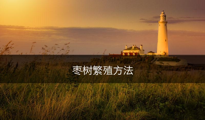 枣树繁殖方法(图1)