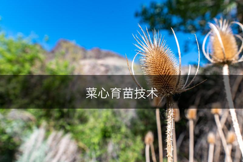 菜心育苗技术(图1)
