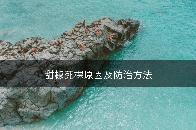 甜椒死棵原因及防治方法(图1)