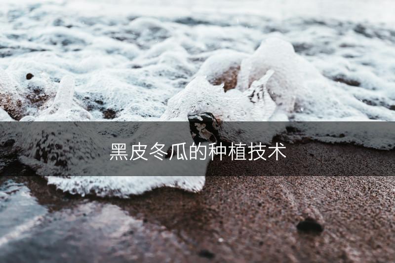 黑皮冬瓜的种植技术(图1)