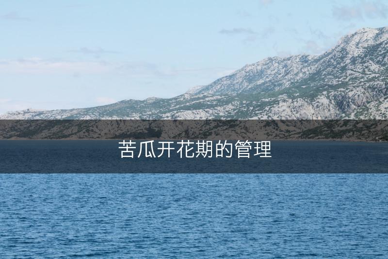 苦瓜开花期的管理(图1)