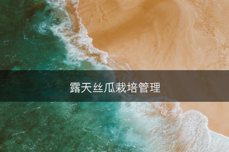 露天丝瓜栽培管理(图1)