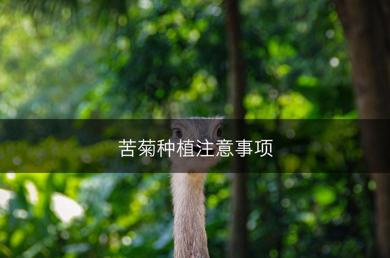 苦菊种植注意事项(图1)