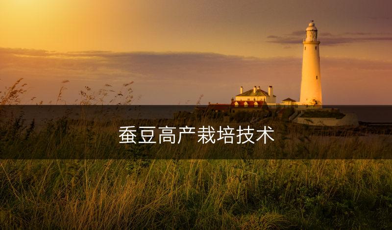 蚕豆高产栽培技术(图1)