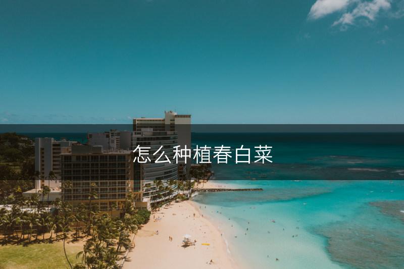 怎么种植春白菜(图1)