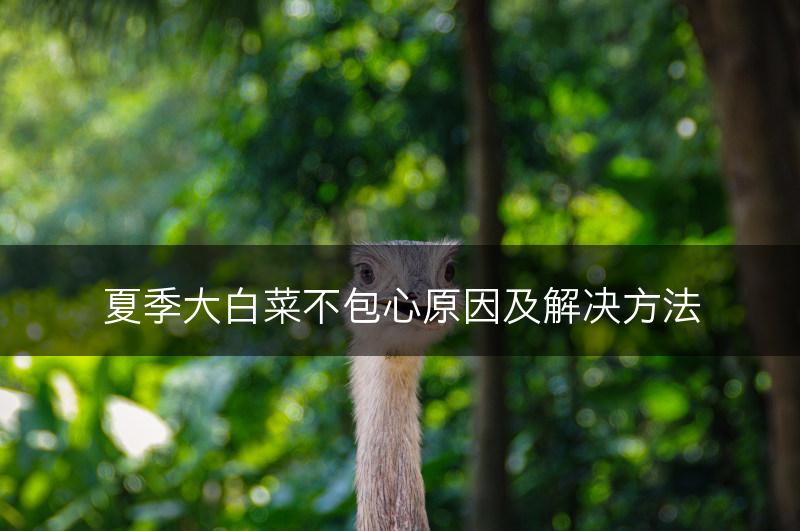 夏季大白菜不包心原因及解决方法(图1)
