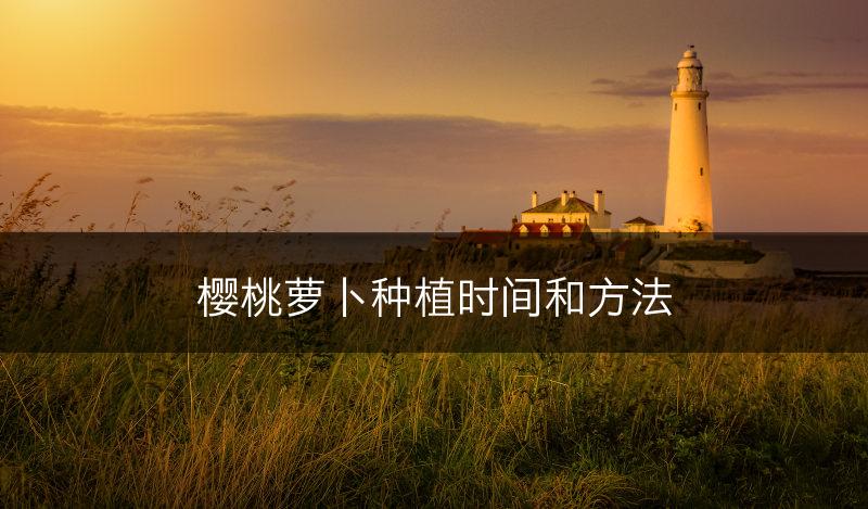樱桃萝卜种植时间和方法(图1)