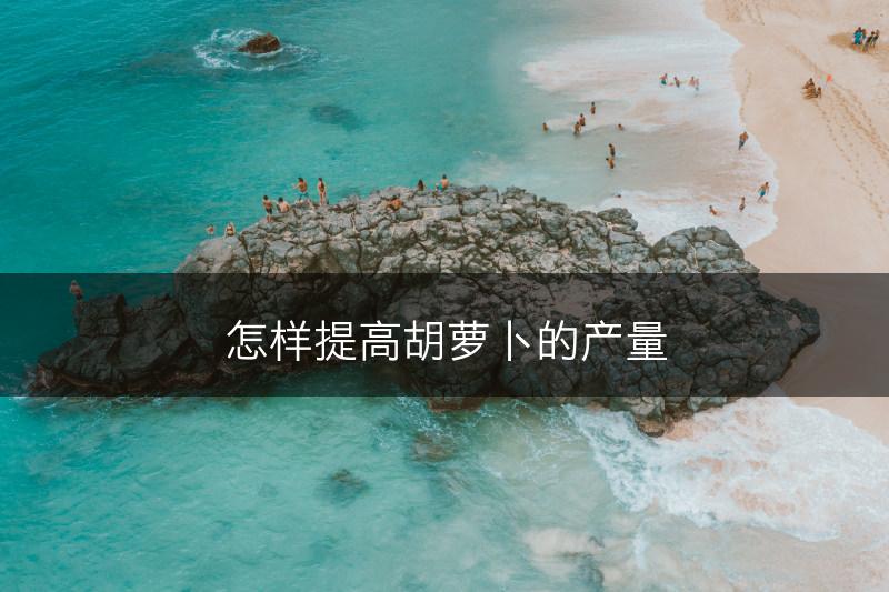 怎样提高胡萝卜的产量(图1)