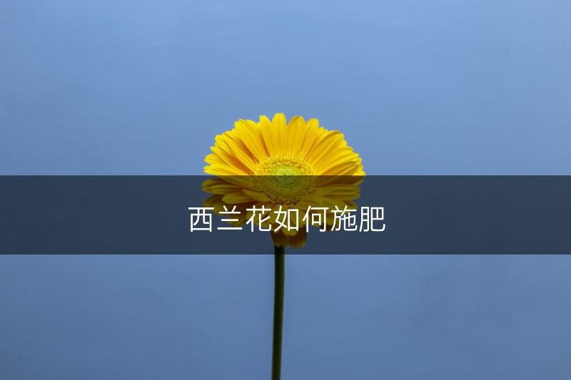 西兰花如何施肥(图1)