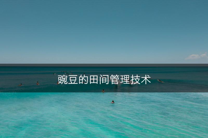 豌豆的田间管理技术(图1)