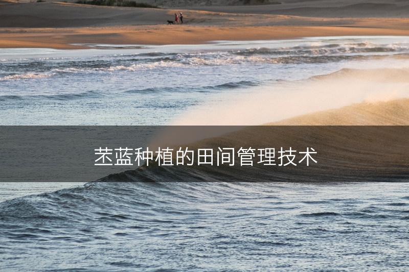 苤蓝种植的田间管理技术(图1)