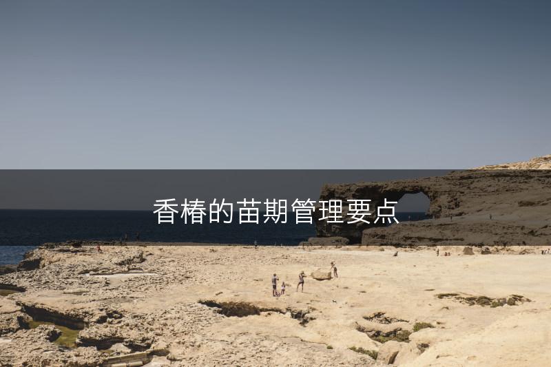 香椿的苗期管理要点(图1)