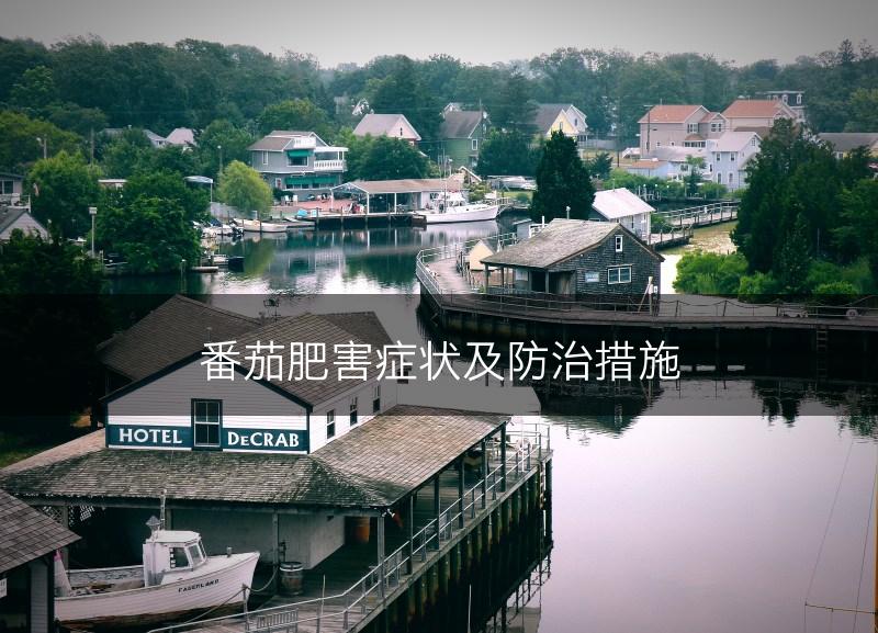 番茄肥害症状及防治措施(图1)
