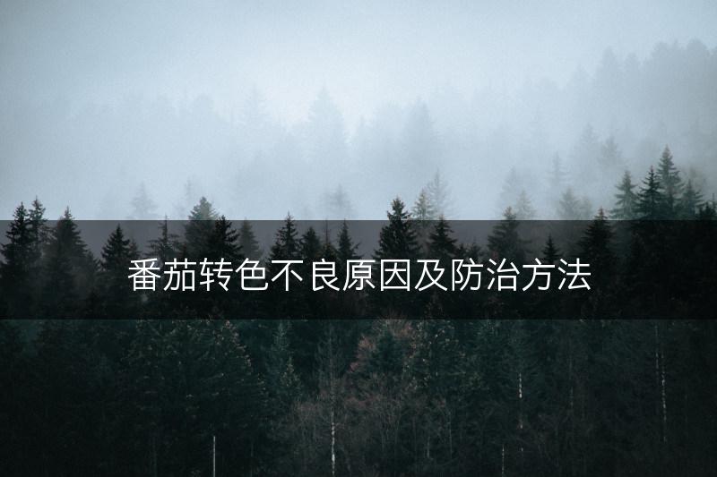 番茄转色不良原因及防治方法(图1)