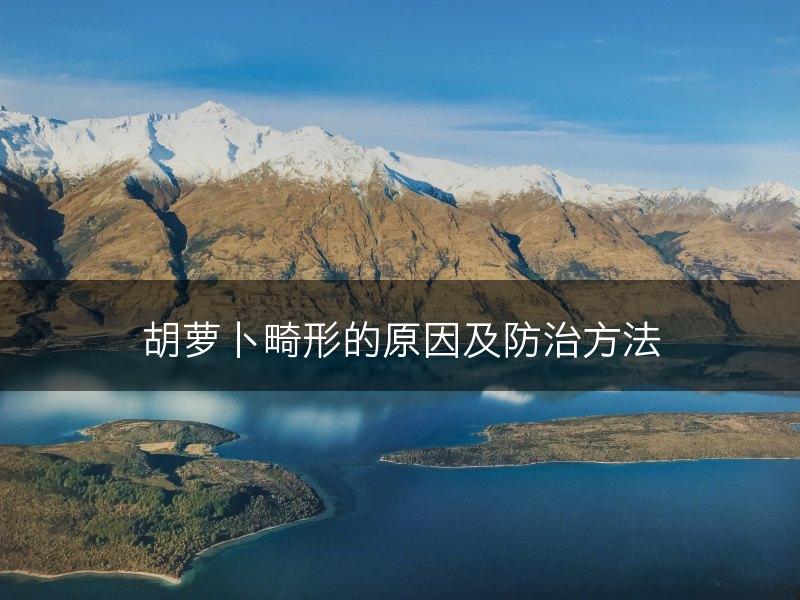 胡萝卜畸形的原因及防治方法(图1)