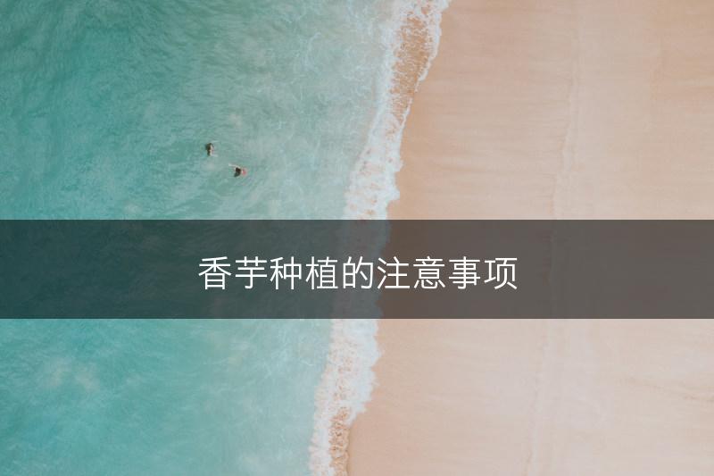 香芋种植的注意事项(图1)